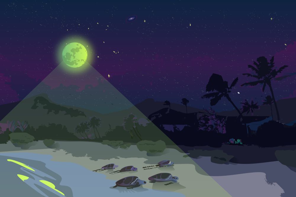 Slow Migration - Night klein1